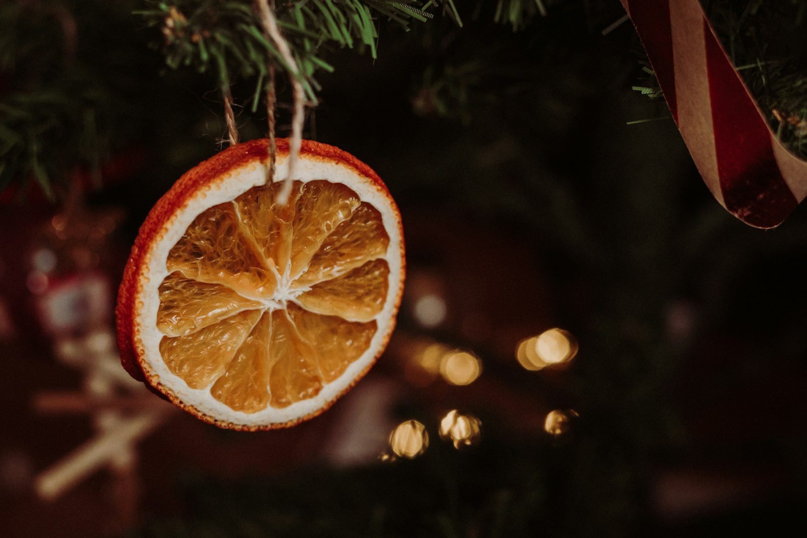 Rodela de laranja desidratada pendurada com barbante em galho de árvore de Natal