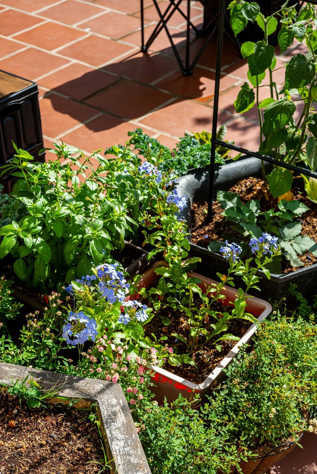 Floreiras com manjericão e flores azuis sobre piso cerâmico avermelhado