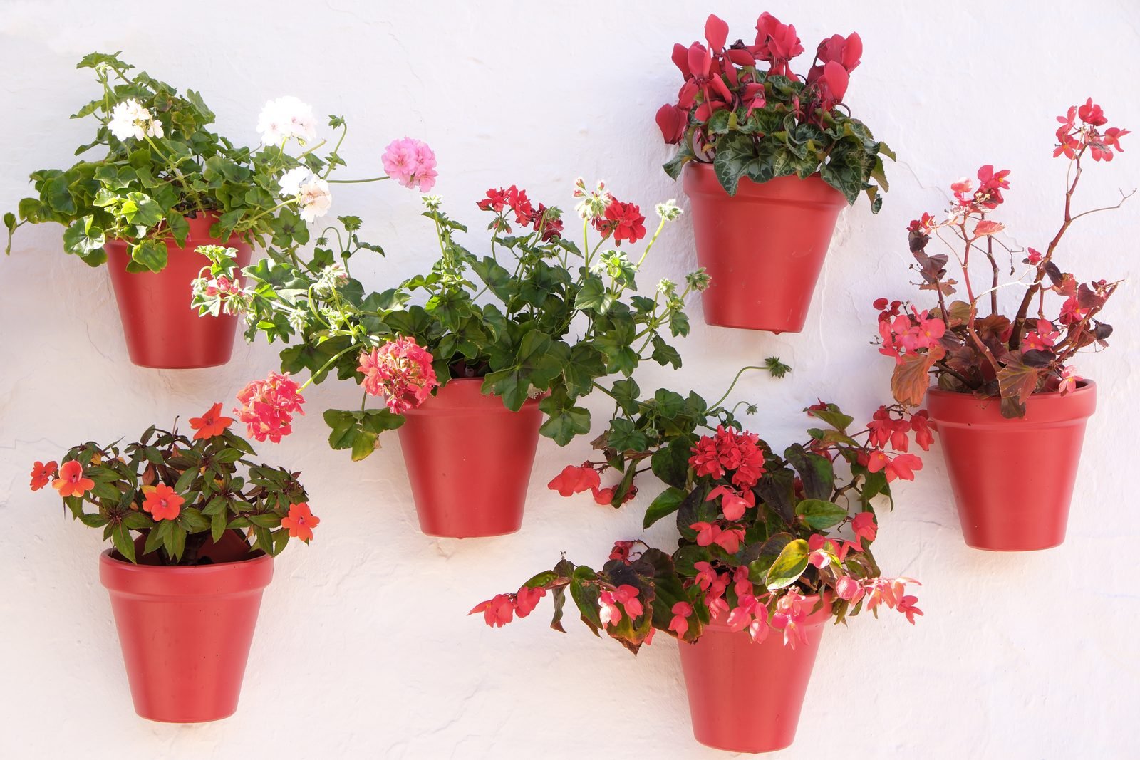 Vasos vermelhos com flores fixados em parede branca formando um jardim vertical simples