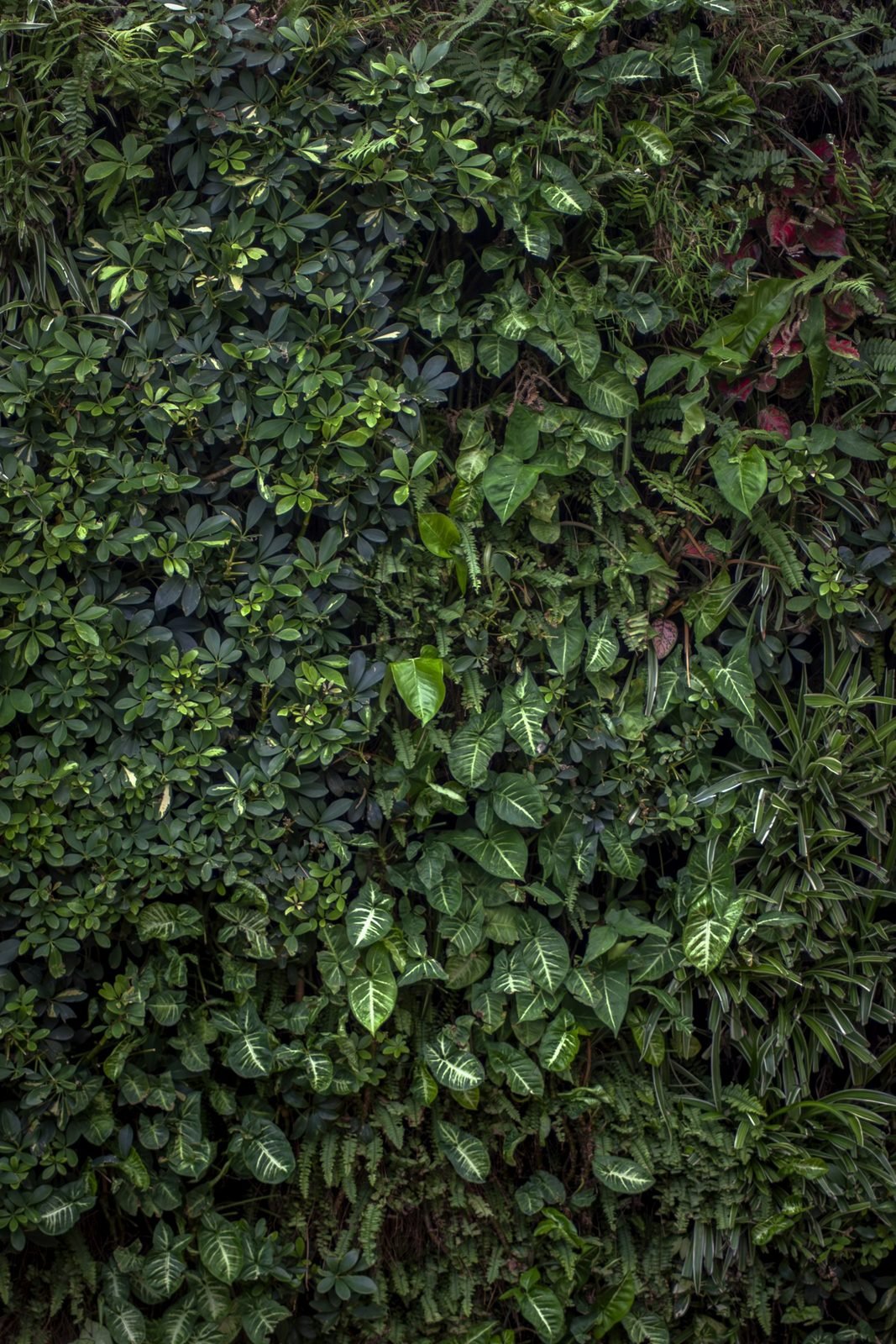 Parede totalmente coberta por folhagens variadas em tons de verde