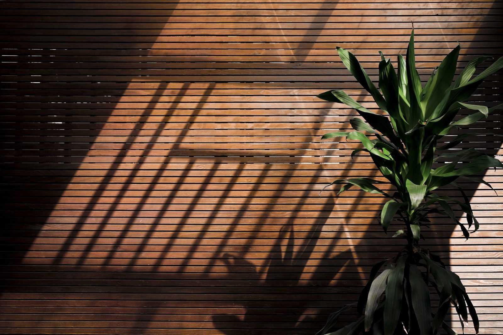 Horizontal wooden slat wall with natural light shadows and a green plant