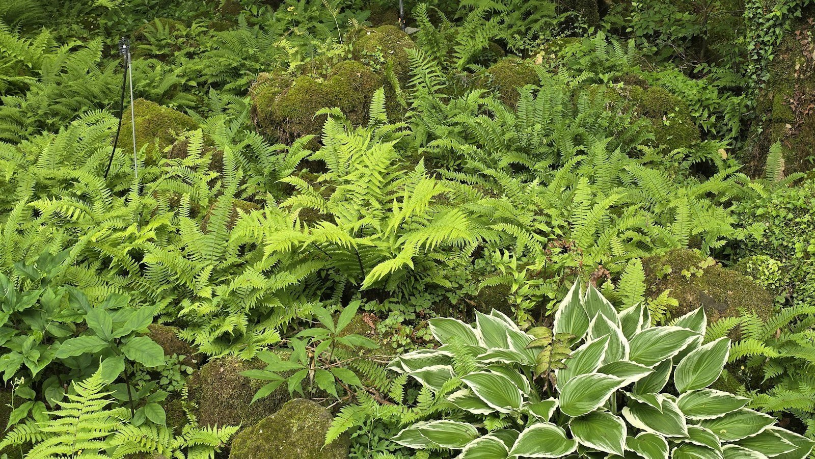 Shady garden bed with ferns and foliage among moss-covered rocks