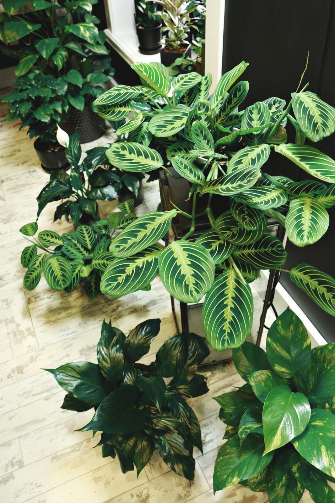 Prayer plants with striped leaves and pothos grouped in pots near a window
