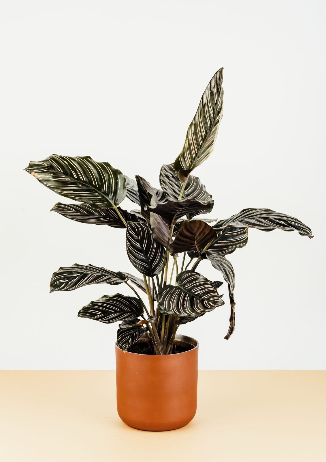 Calathea with dark leaves and light stripes in a copper-colored pot