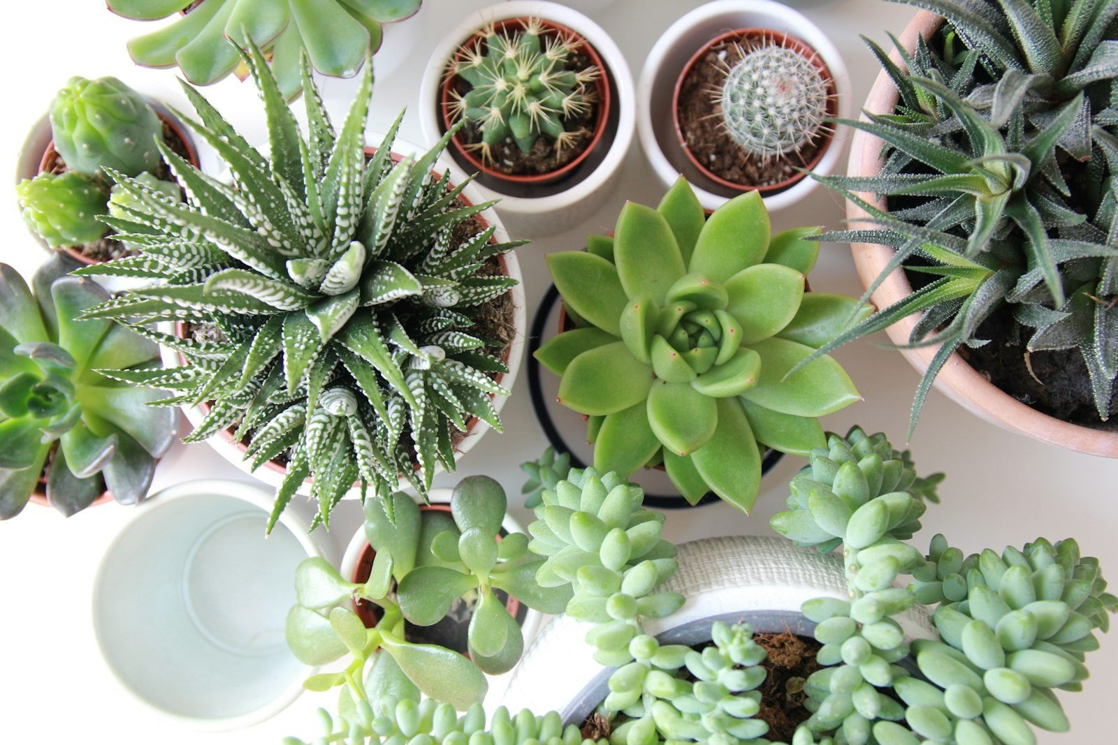 Pots of haworthia, echeveria, burro's tail and small cacti seen from above