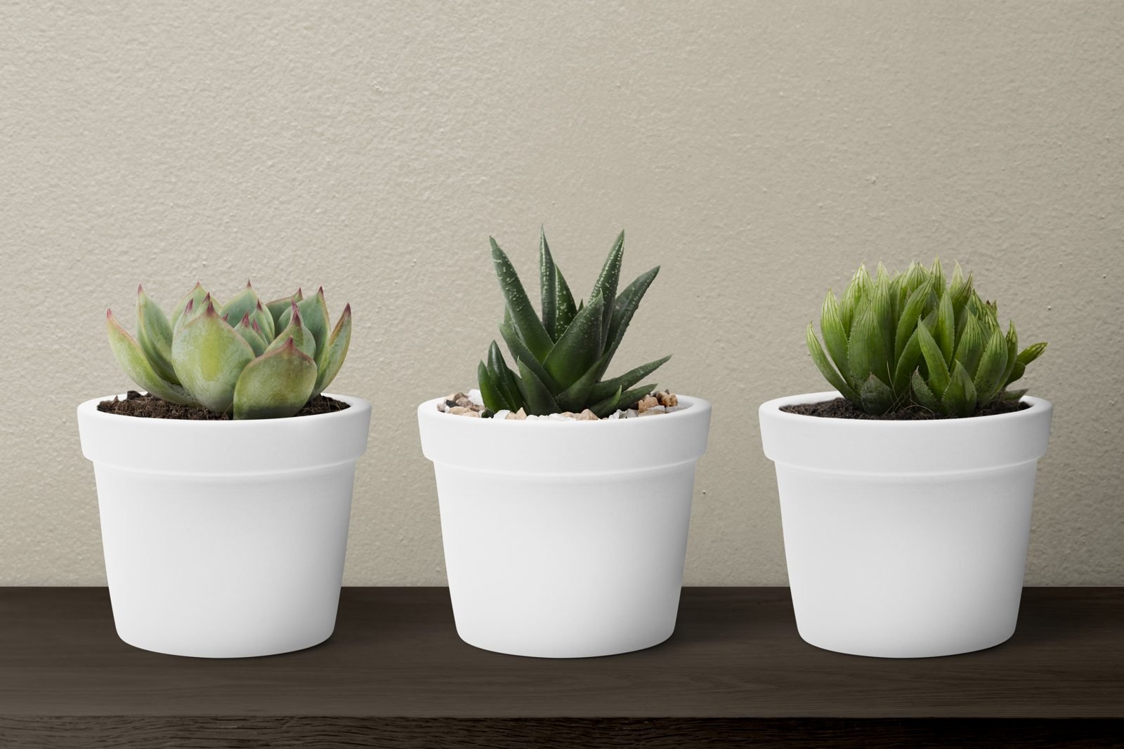 Three succulents in white pots on a dark wooden shelf
