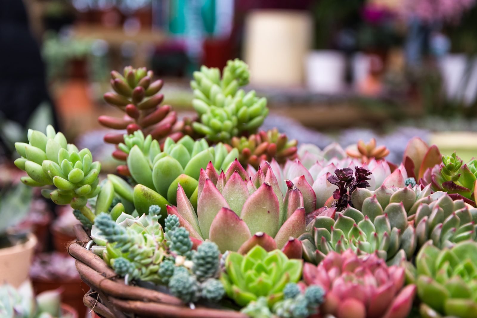 Mixed succulents in shades of green and pink arranged in a basket